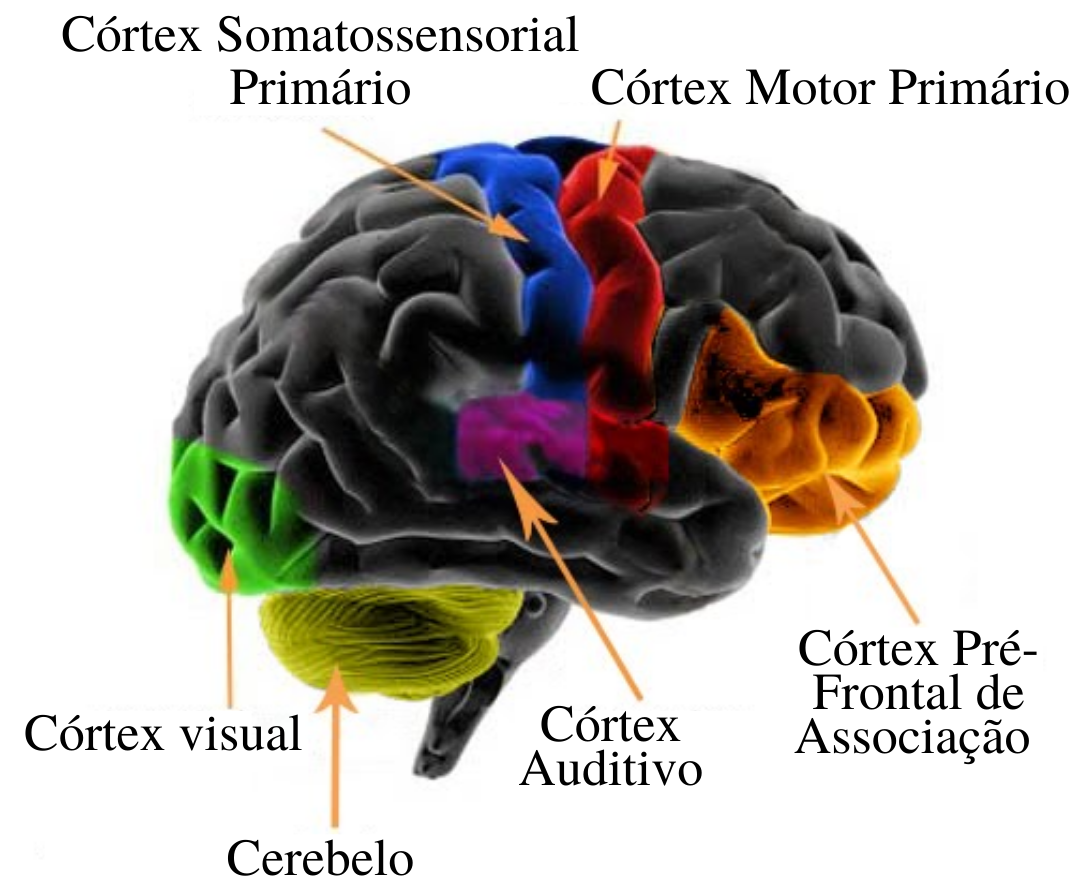 Imagem explicativa de um cérebro indicando os nomes de algumas de suas partes como córtex somatossensorial primário, córtex motor primário, córtex visual, cerebelo, córtex auditivo e córtex pré-frontal de associação.